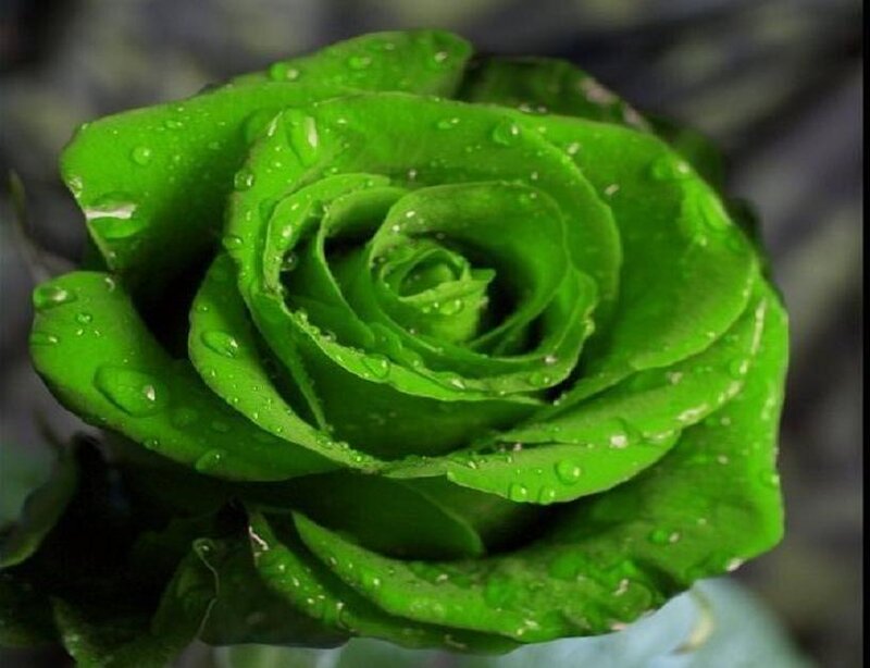 Green Rose with Water Droplets — Serene, Photograph, Water Droplets
