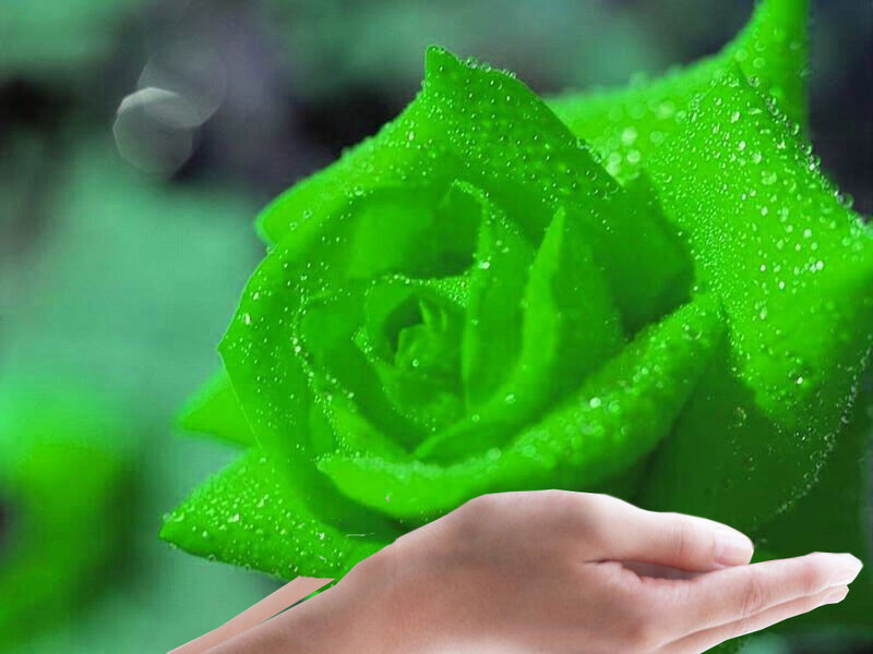 Green Rose with Water Droplets — Serene