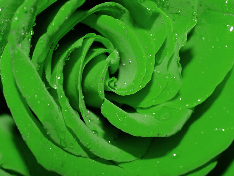 Green Rose with Water Droplets — Water Droplets