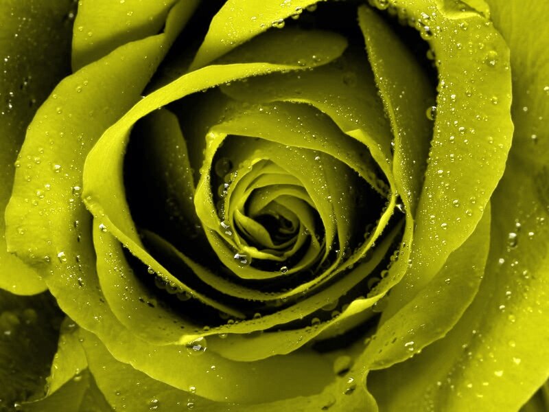 Green Rose with Water Droplets — Yellow, Dramatic