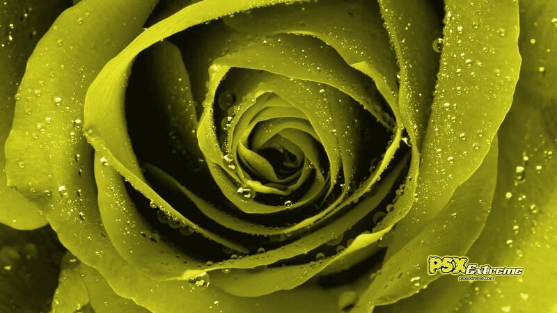 Green Rose with Water Droplets — Yellow