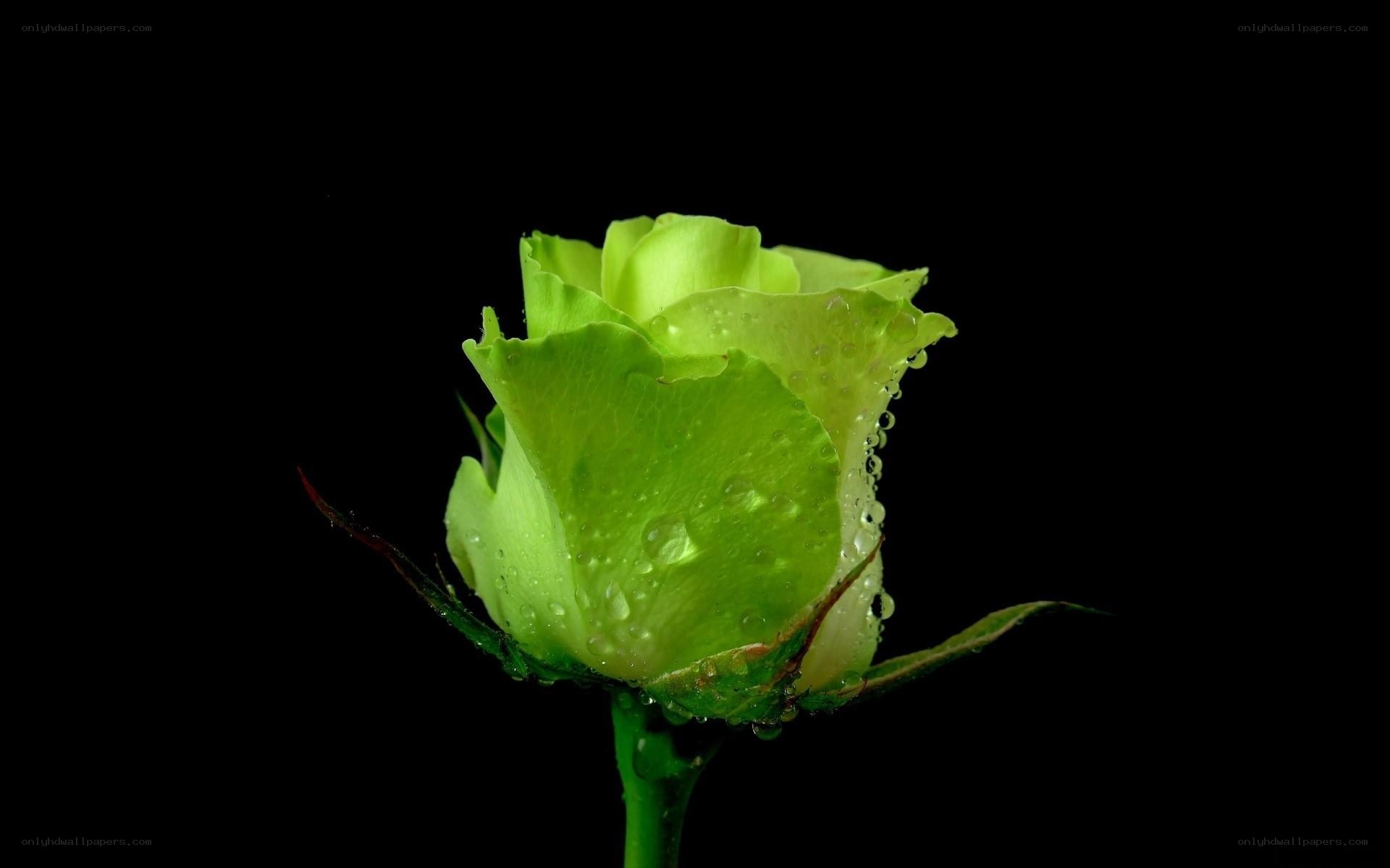 green rose with water droplets
