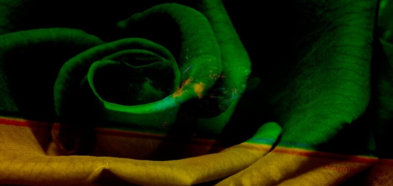 green rose with yellow petals