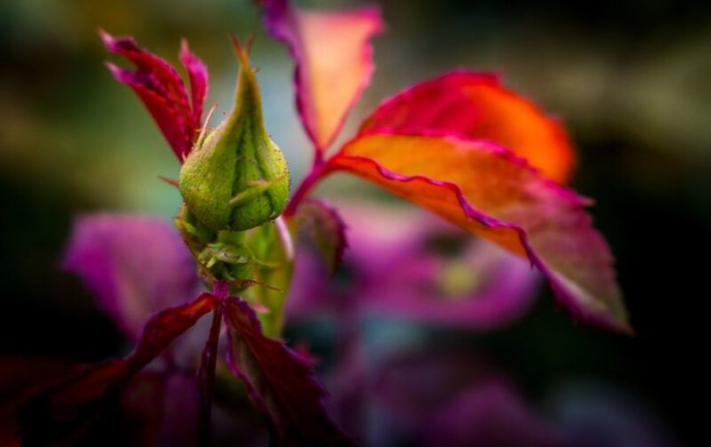 Green Rosebud with Red Leaves