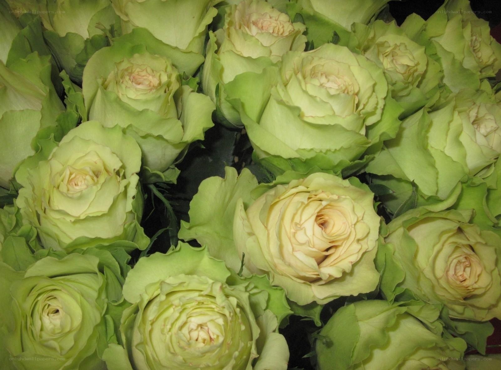 green roses bouquet