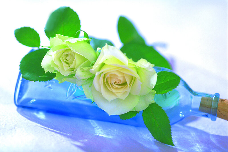 Green Roses in Bottle