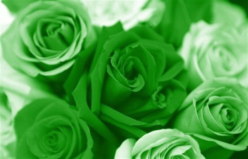 Green Roses in Bouquet — Calm