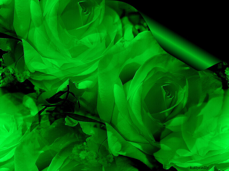 Green Roses in Bouquet