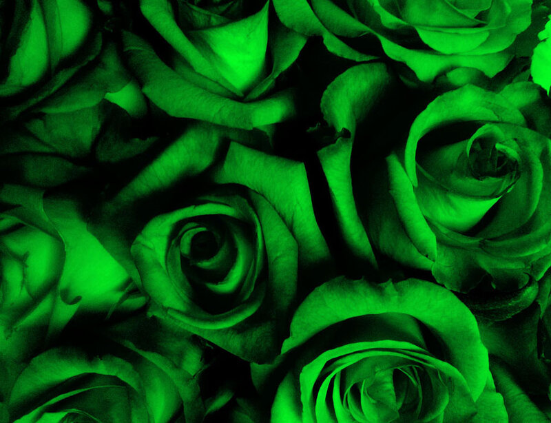 Green Roses in Close-up