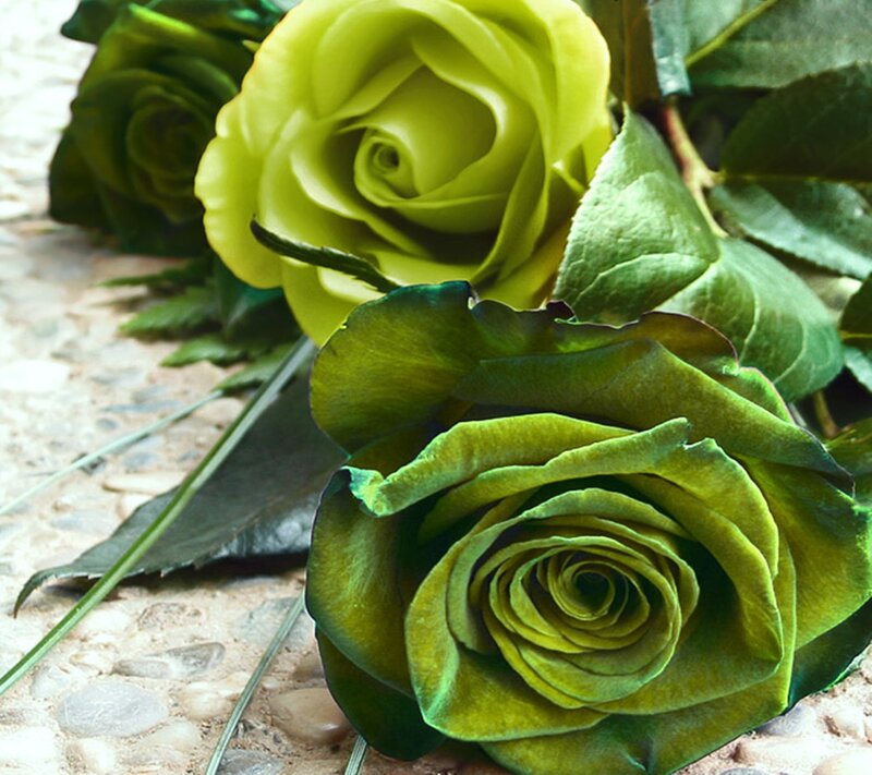 Green Roses on Stone — Calm, Photograph