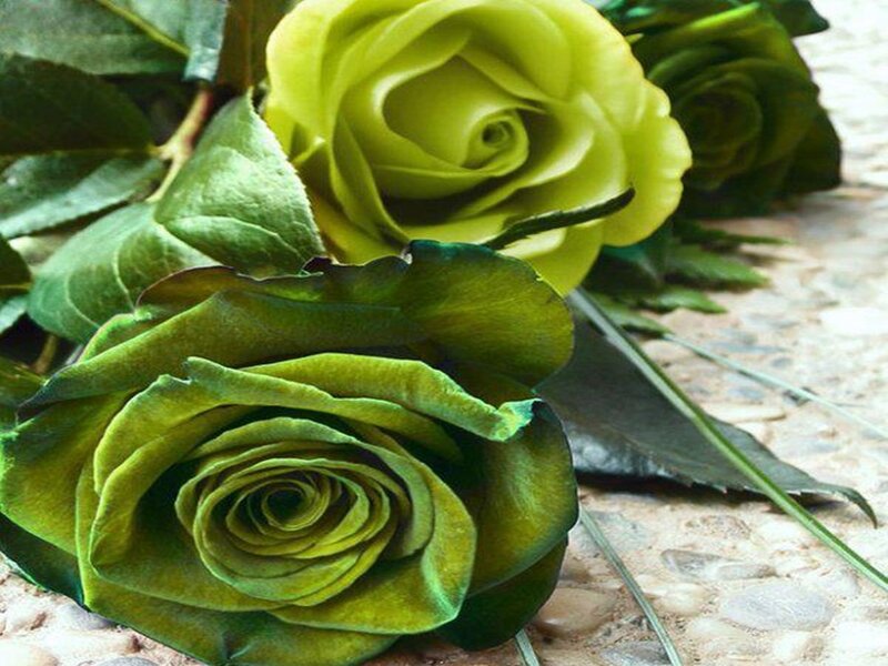 Green Roses on Stone — Calm