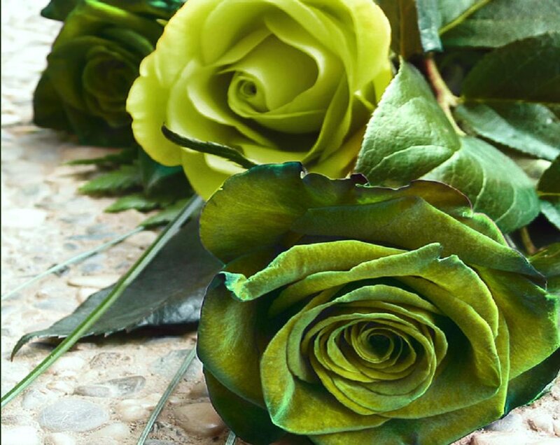 Green Roses on Stone