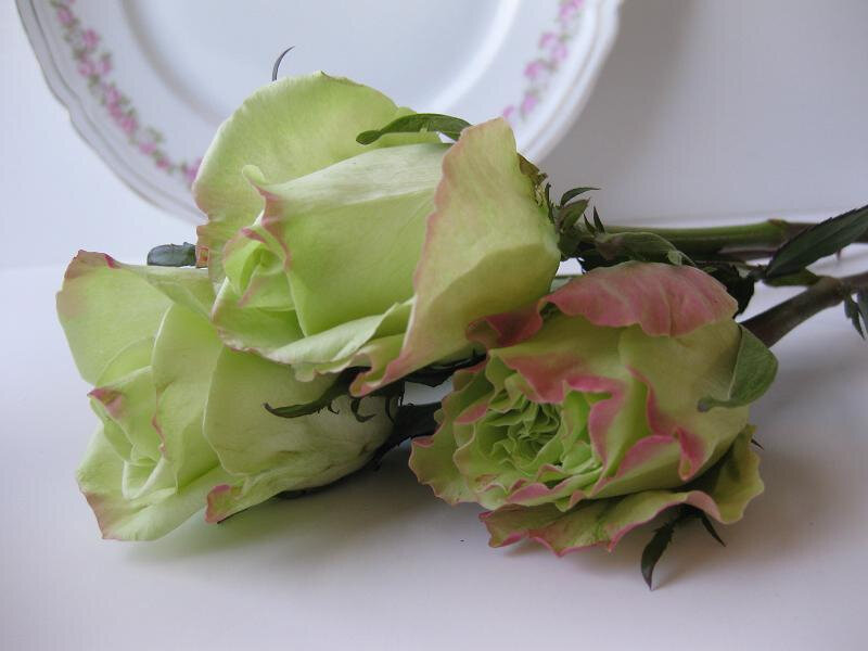 Green Roses with Pink Edges