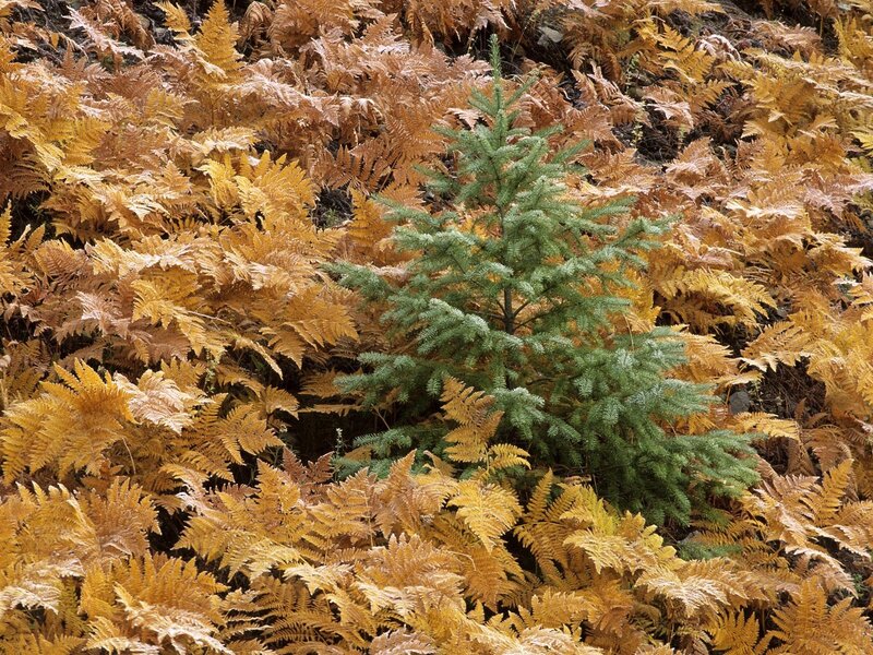 Green sapling among golden ferns