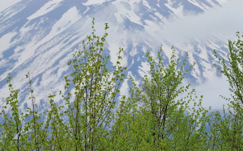 Green Saplings in Front of Mountain — Serene