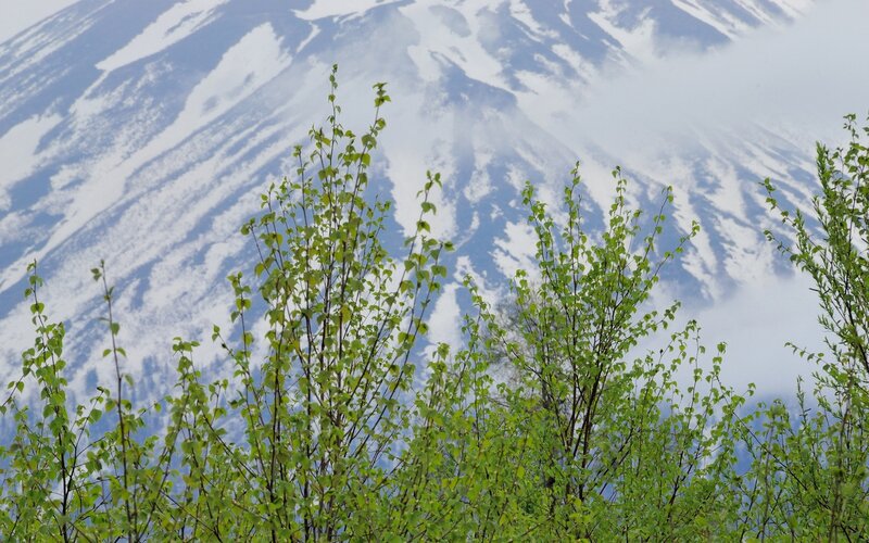 Green Saplings in Front of Mountain