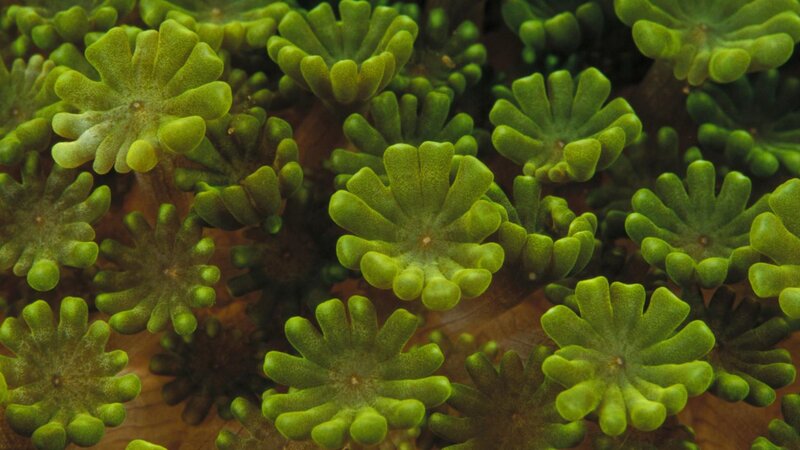 Green Sea Anemone — Calm, Photograph