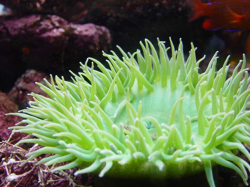 Green Sea Anemone — Calm