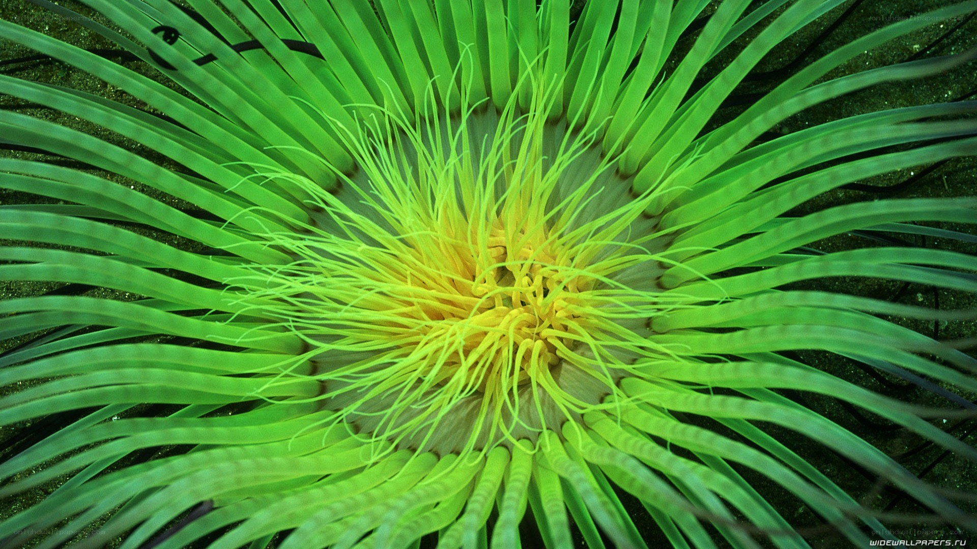 green sea anemone close-up