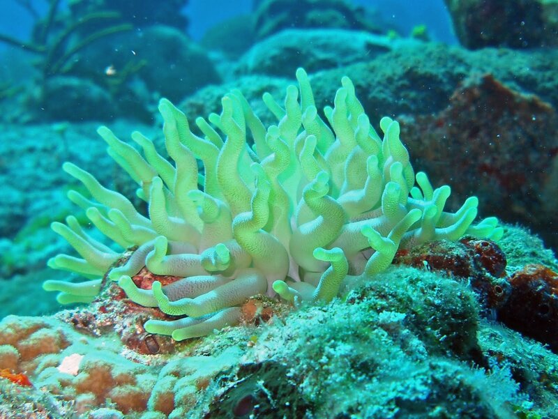 Green sea anemone on reef