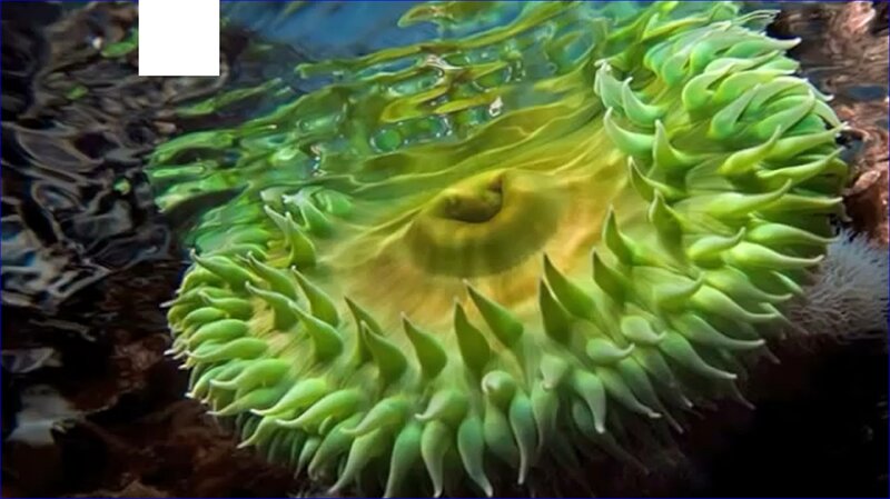 Green Sea Anemone — Serene