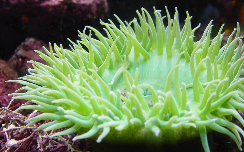 green sea anemone
