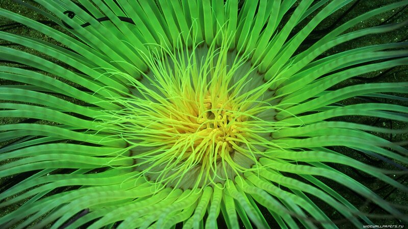 Green Sea Anemone — Vibrant, Photograph, Tentacles, Ocean Floor
