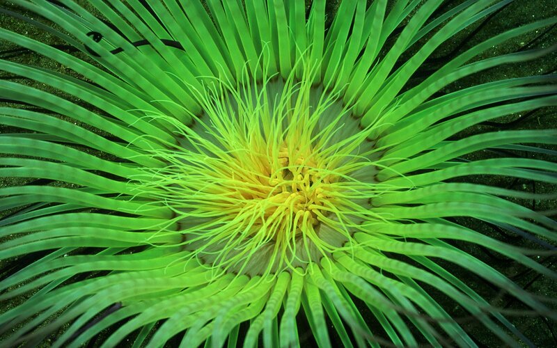 Green Sea Anemone — Vibrant