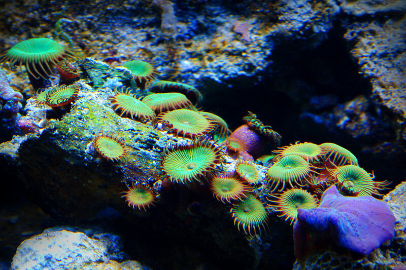 Green Sea Anemones — Vibrant