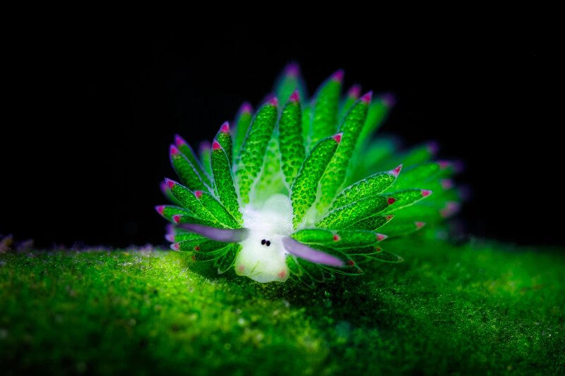 Green Sea Slug