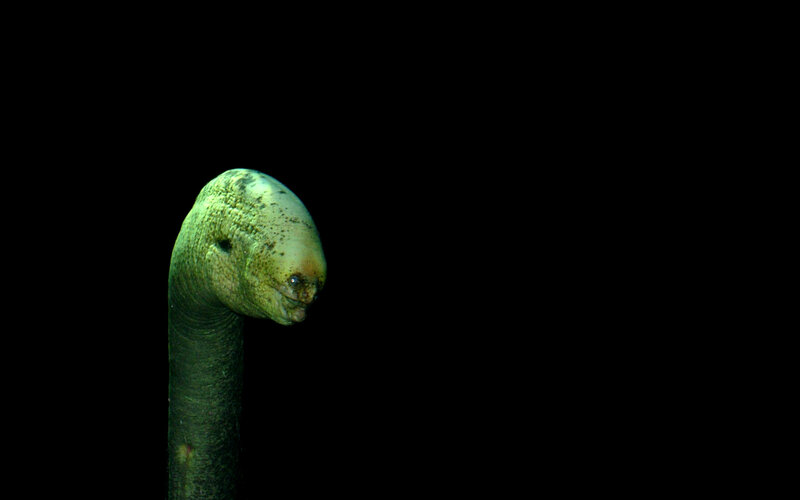 green sea snake head