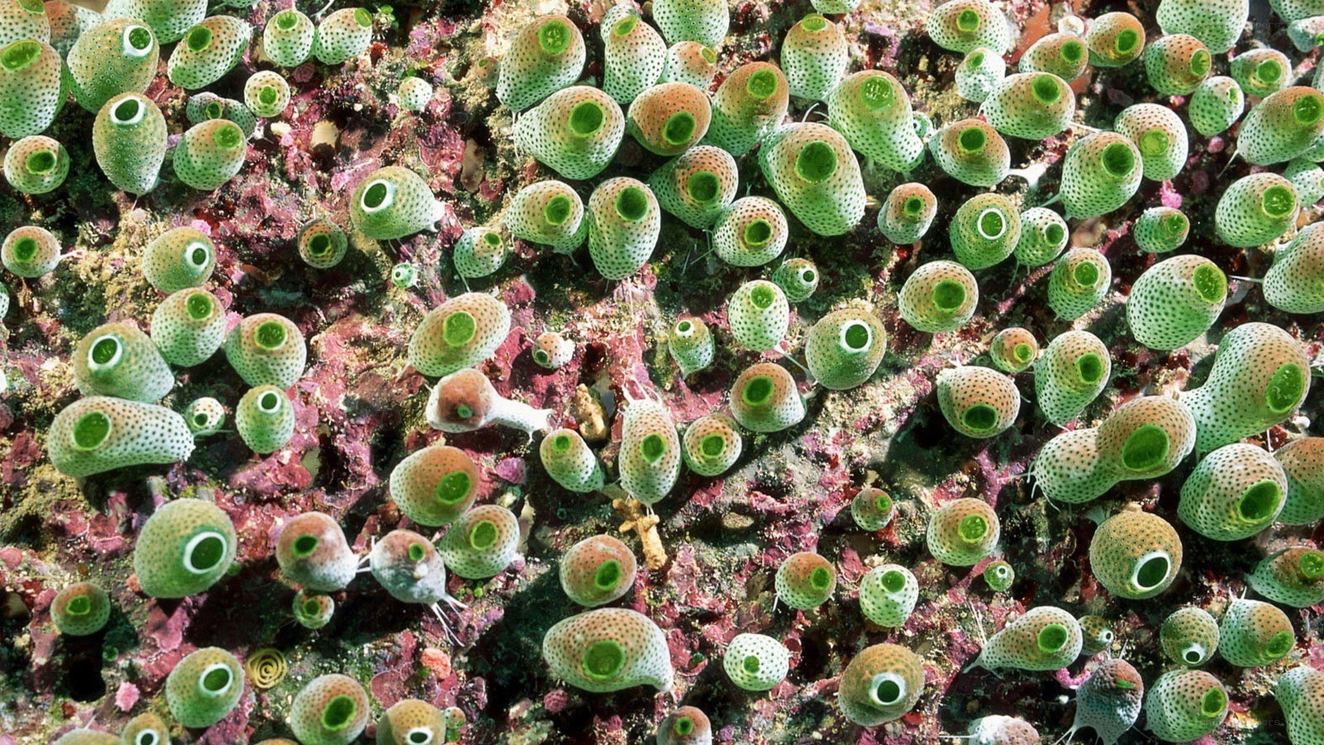 green sea squirts on reef
