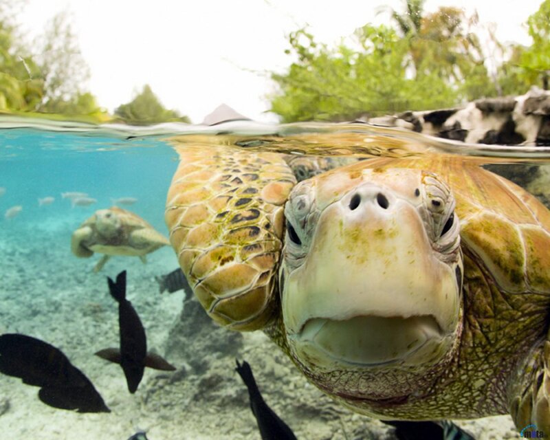 Green Sea Turtle — Blue, Serene, Afternoon