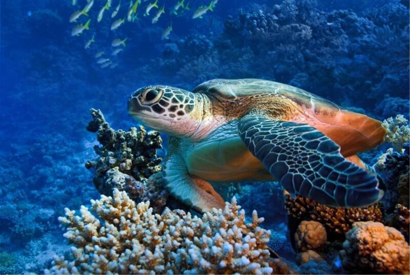 Green Sea Turtle — Blue, Serene, Photograph, Coral Reef