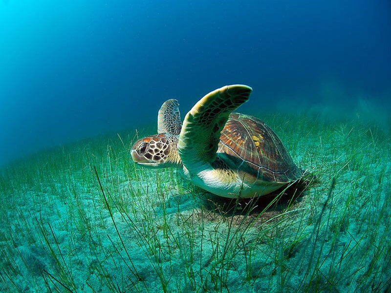 Green Sea Turtle — Blue, Serene, Photograph, Seagrass, Ocean Floor