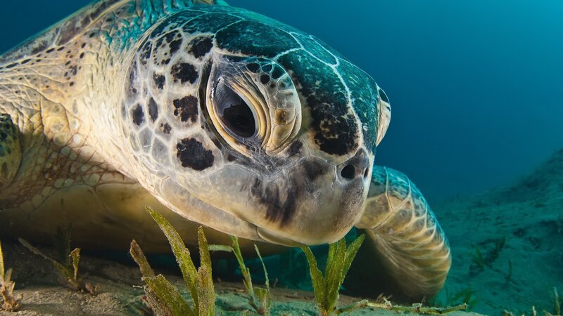 Green Sea Turtle — Blue, Serene, Photograph, Seaweed