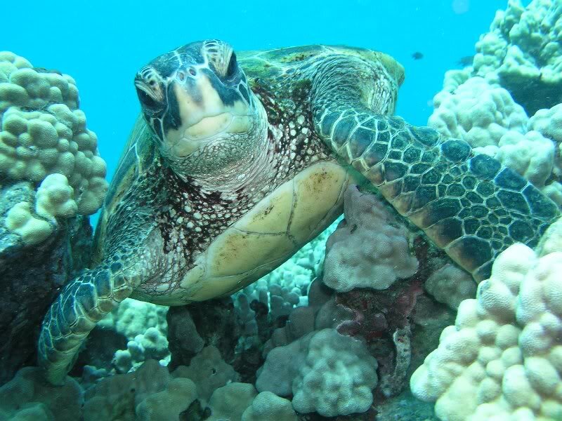 Green Sea Turtle — Blue, Serene, Photograph