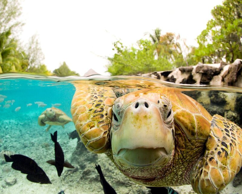 Green Sea Turtle — Blue, Serene