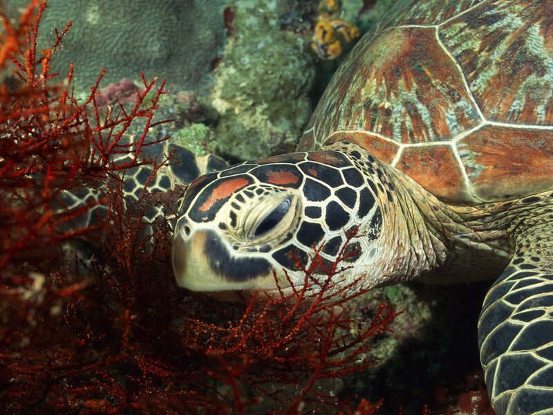 Green Sea Turtle — Brown, Serene