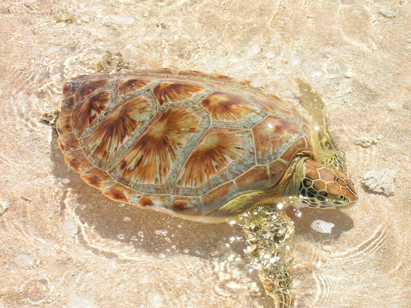 Green Sea Turtle — Brown