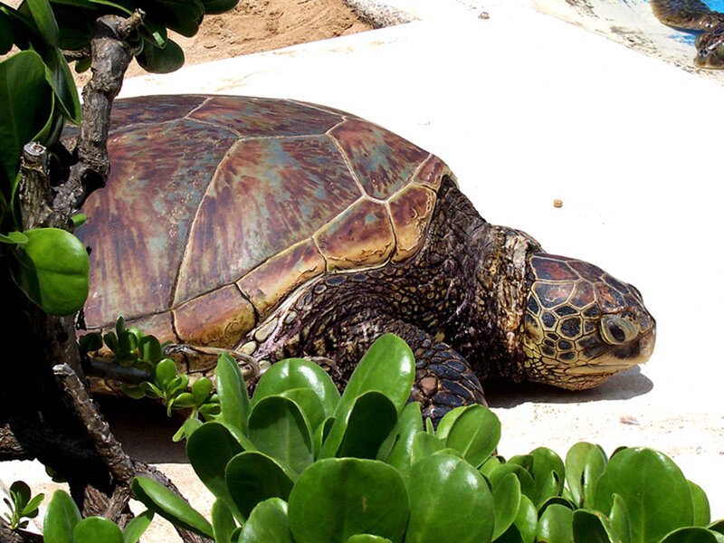 Green Sea Turtle — Calm, Afternoon, Photograph