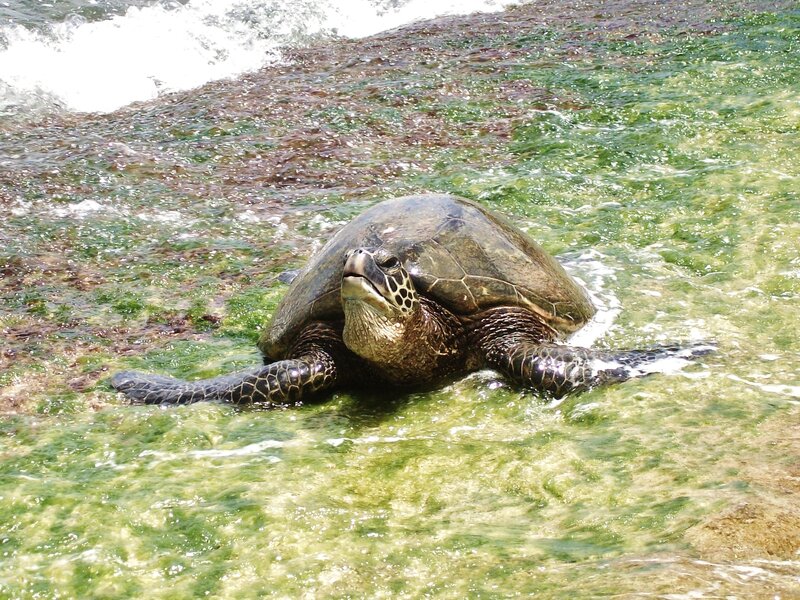 Green Sea Turtle — Calm, Afternoon