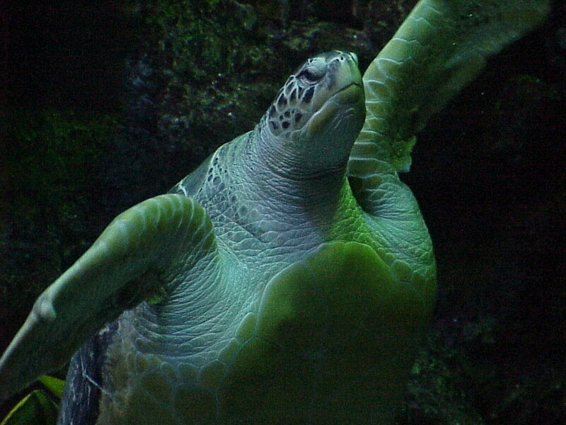 Green Sea Turtle — Calm, Photograph