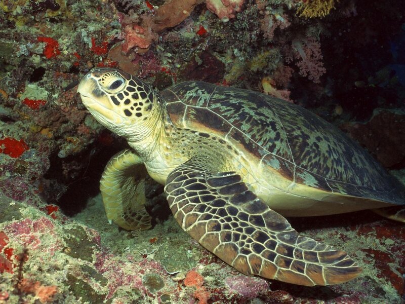 Green Sea Turtle — Calm