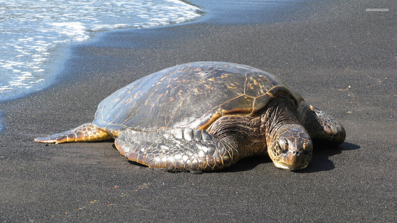 Green Sea Turtle on Beach — Black, Calm