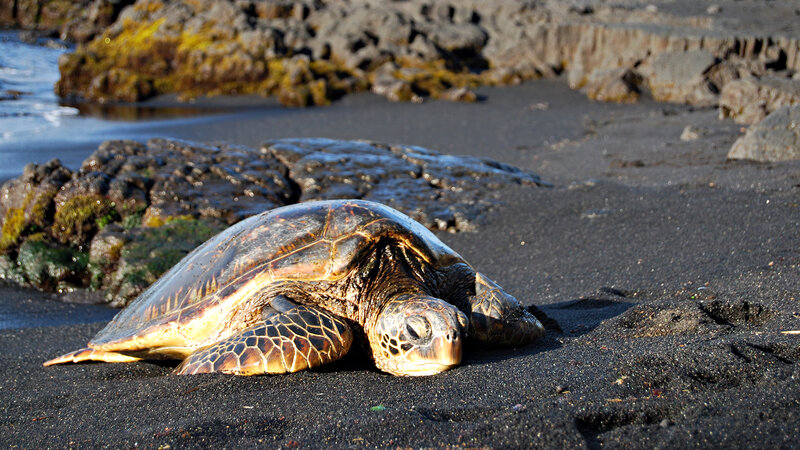 Green Sea Turtle on Beach — Black, Serene