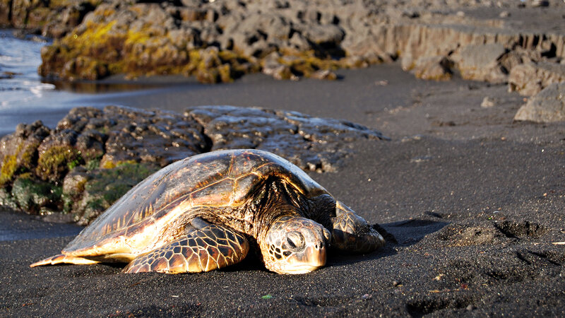 Green Sea Turtle on Beach — Black