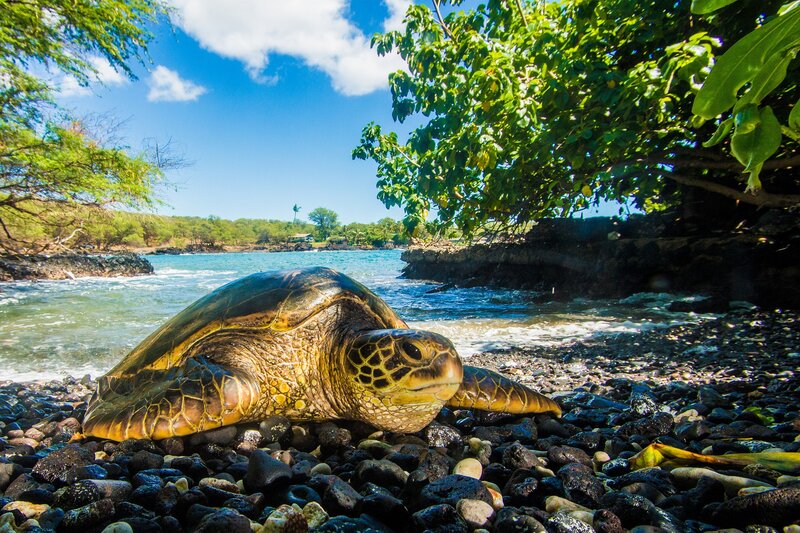 Green Sea Turtle on Beach — Blue, Serene