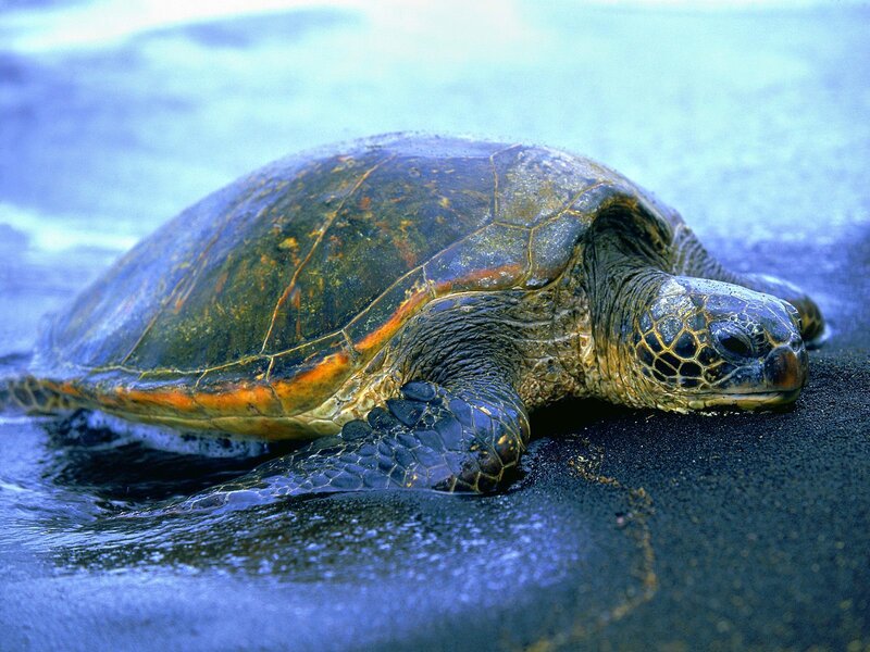 Green Sea Turtle on Beach — Blue