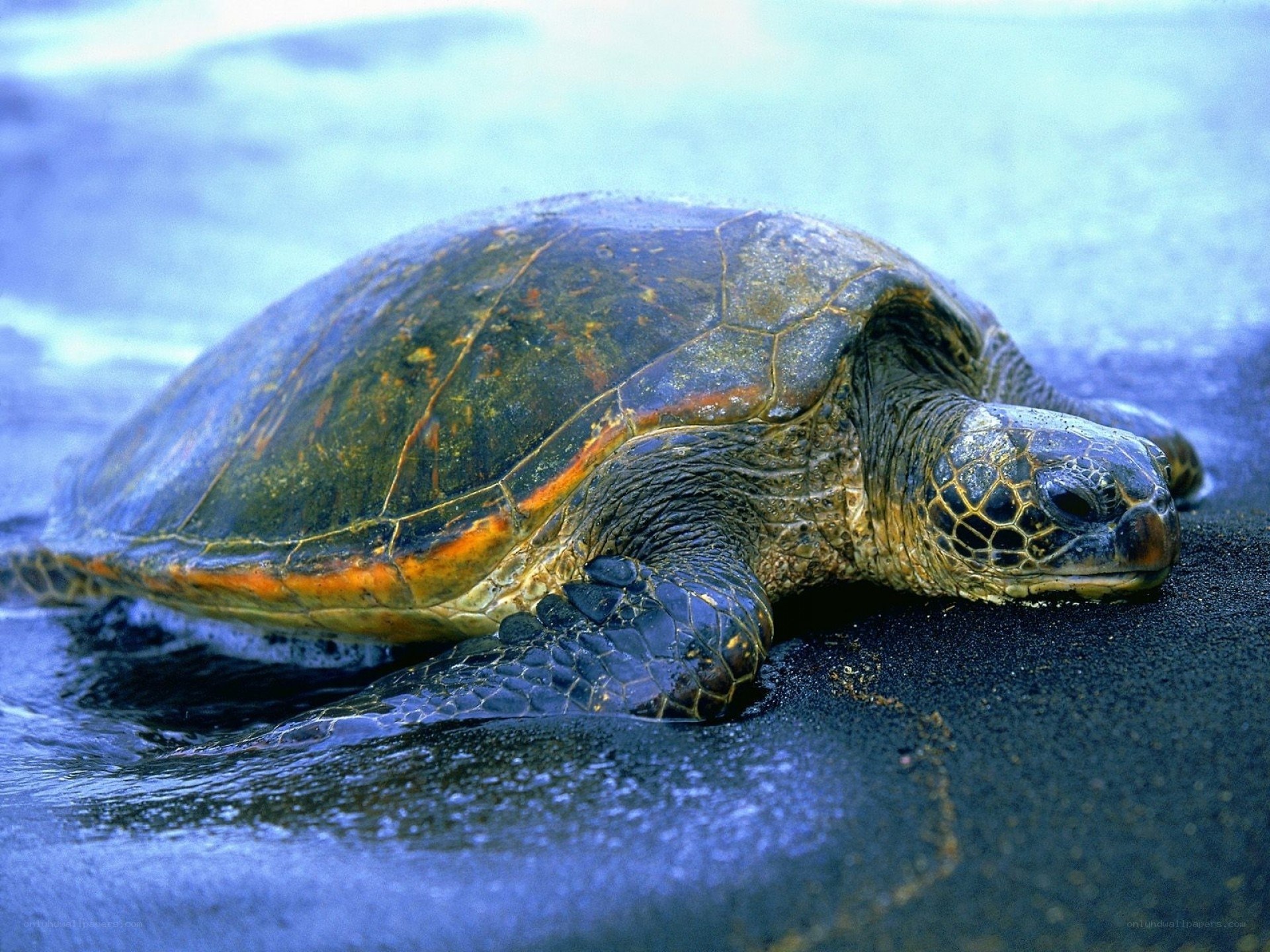Green sea turtle on black sand
